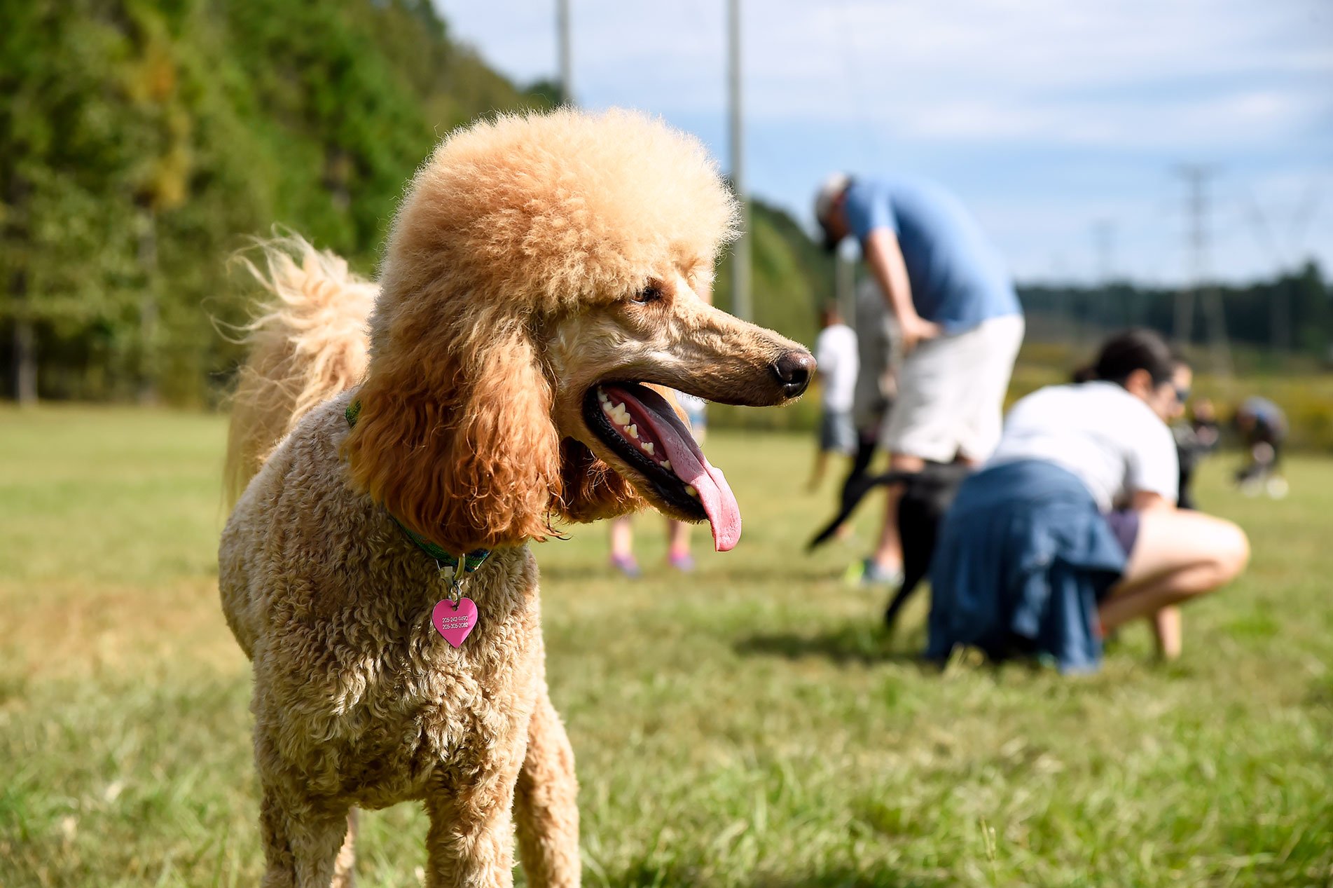 Dog-friendly park in Birmingham, Alabama